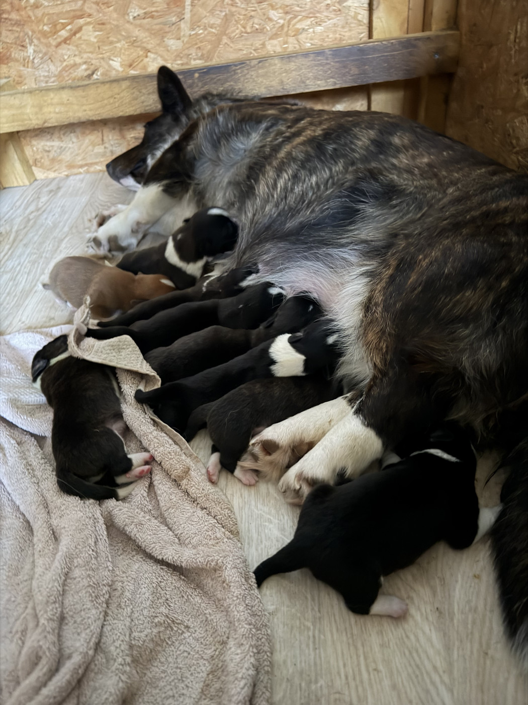de la Lande d'Escurat - Welsh Corgi Cardigan - Portée née le 04/02/2026
