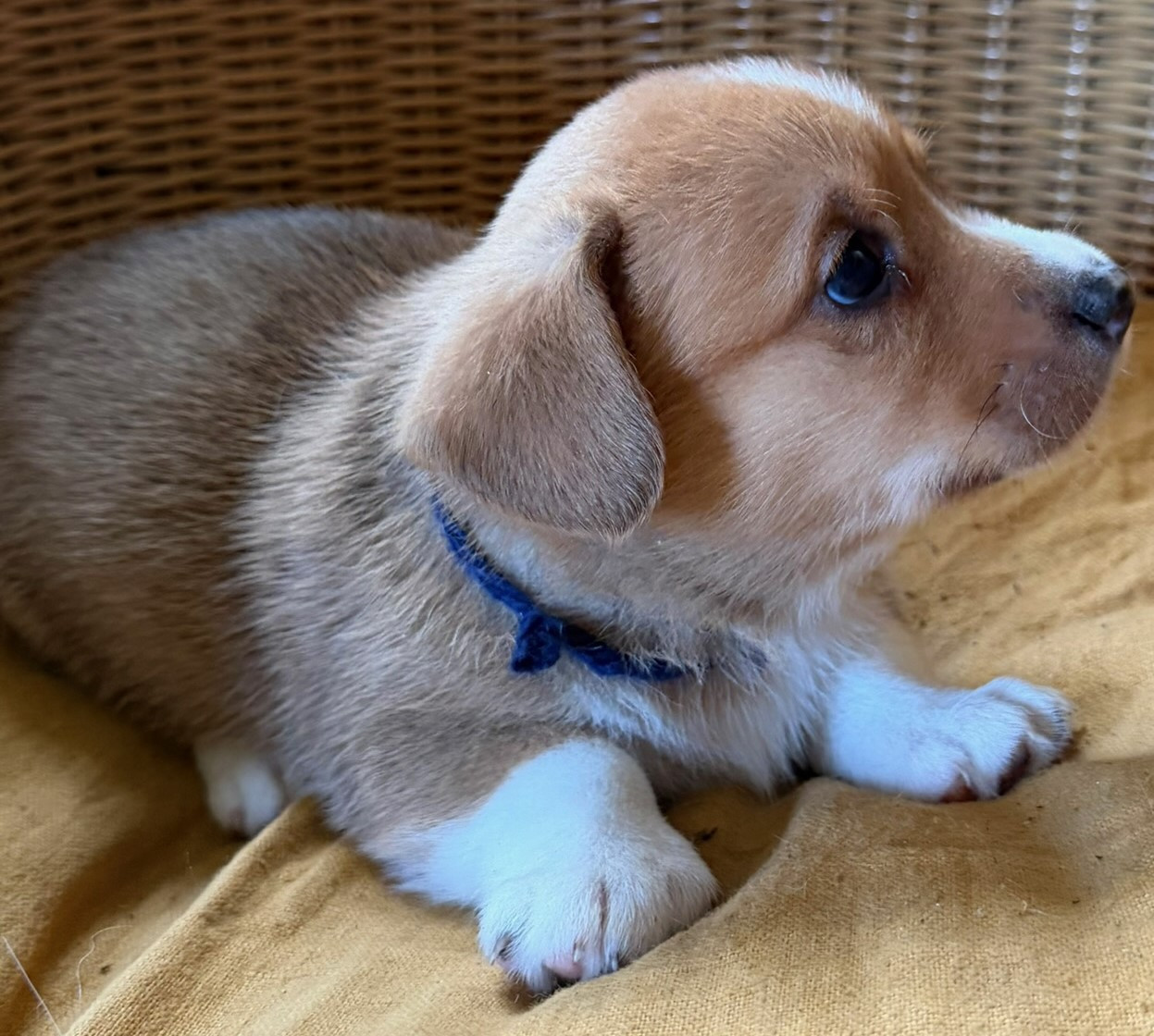 de la Lande d'Escurat - Chiots disponibles - Welsh Corgi Cardigan