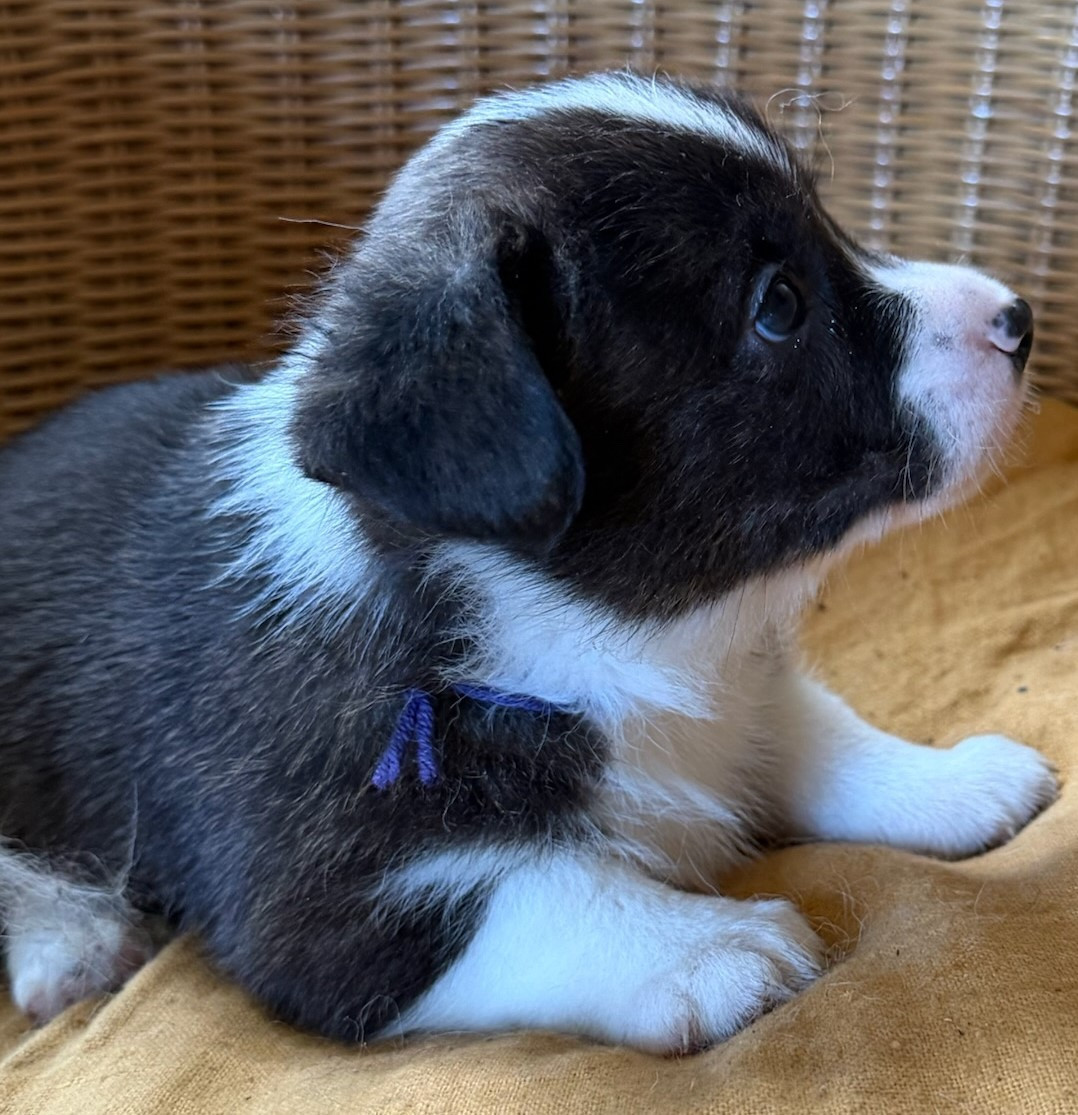 de la Lande d'Escurat - Chiots disponibles - Welsh Corgi Cardigan