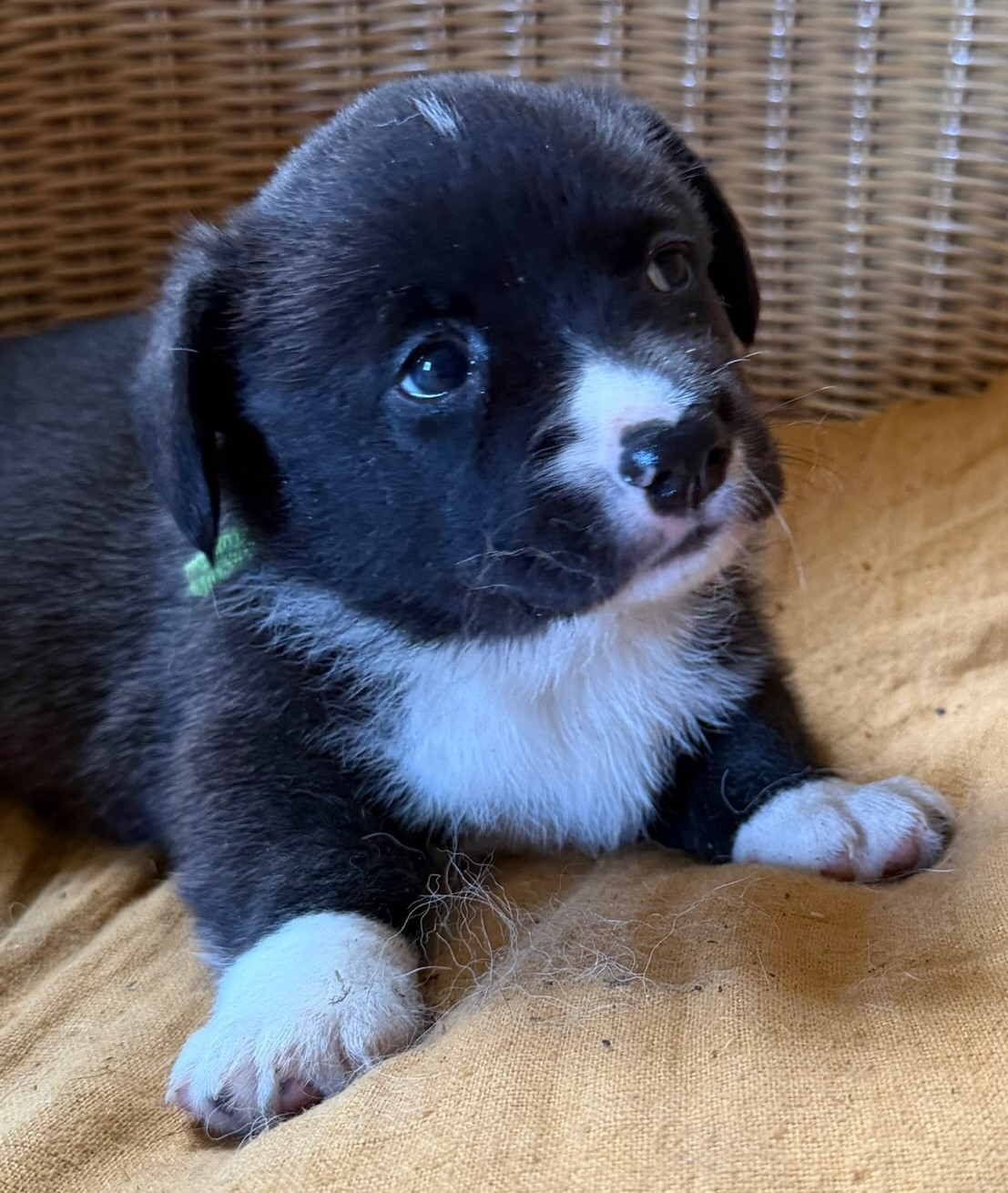 de la Lande d'Escurat - Chiots disponibles - Welsh Corgi Cardigan