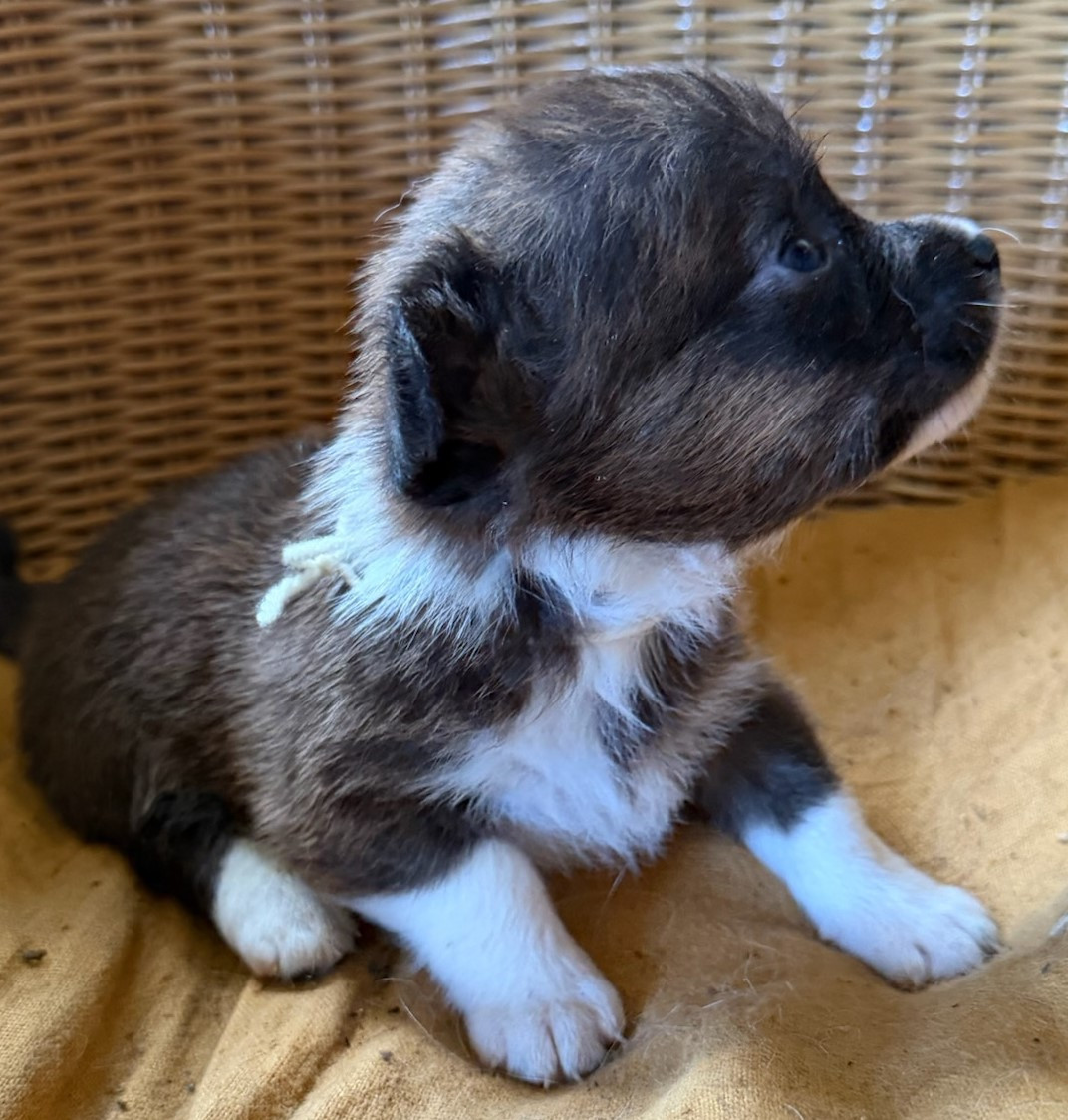 de la Lande d'Escurat - Chiots disponibles - Welsh Corgi Cardigan