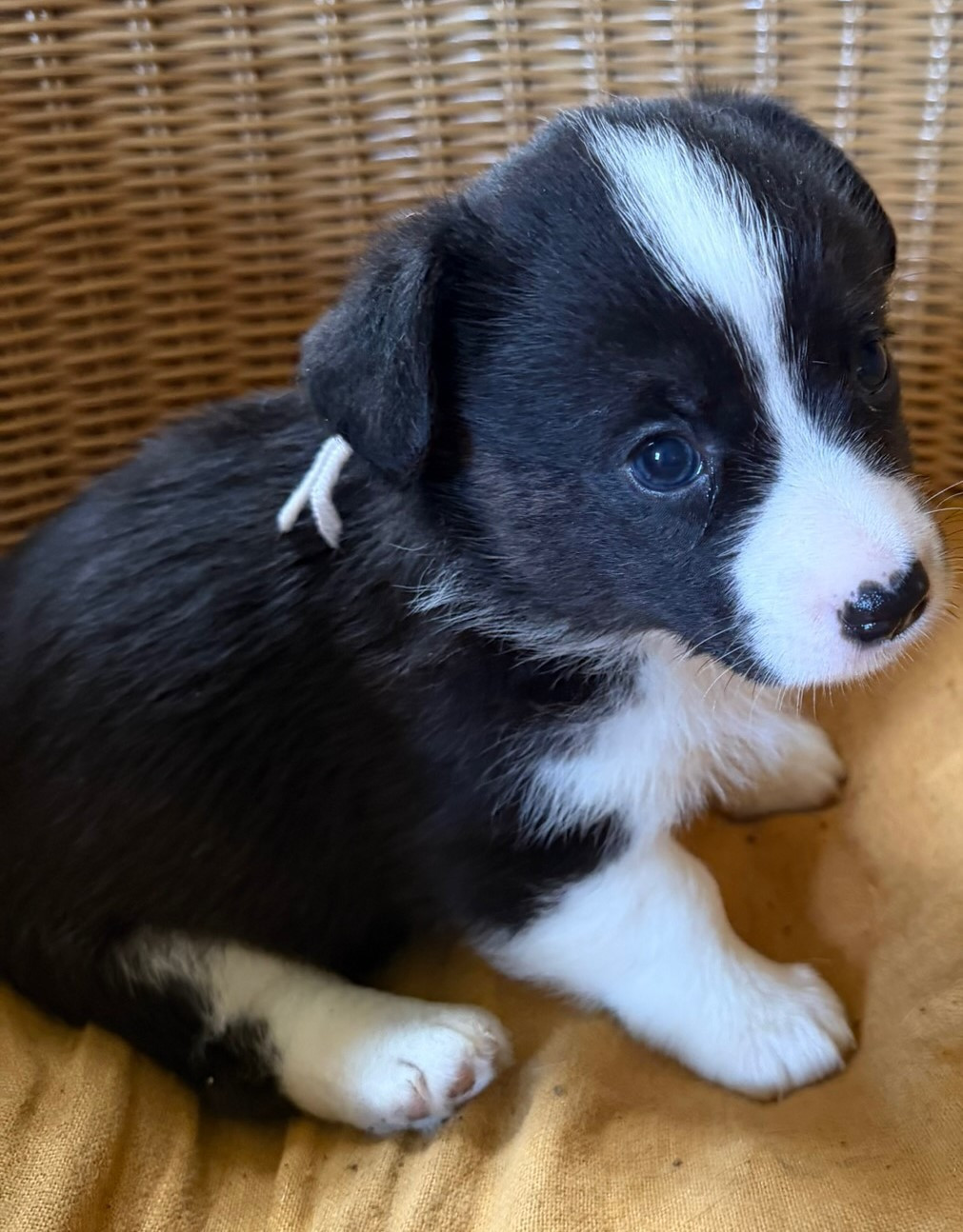 de la Lande d'Escurat - Chiots disponibles - Welsh Corgi Cardigan