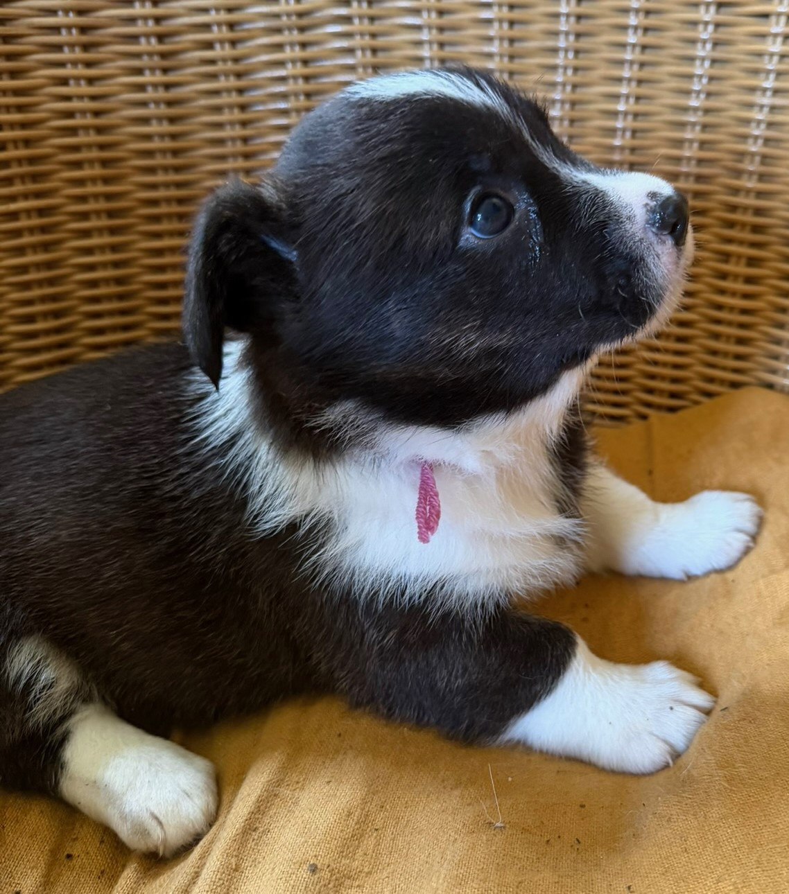de la Lande d'Escurat - Chiots disponibles - Welsh Corgi Cardigan