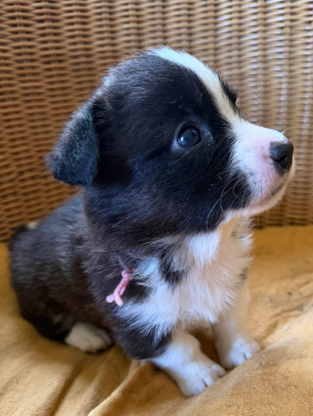 de la Lande d'Escurat - Chiots disponibles - Welsh Corgi Cardigan