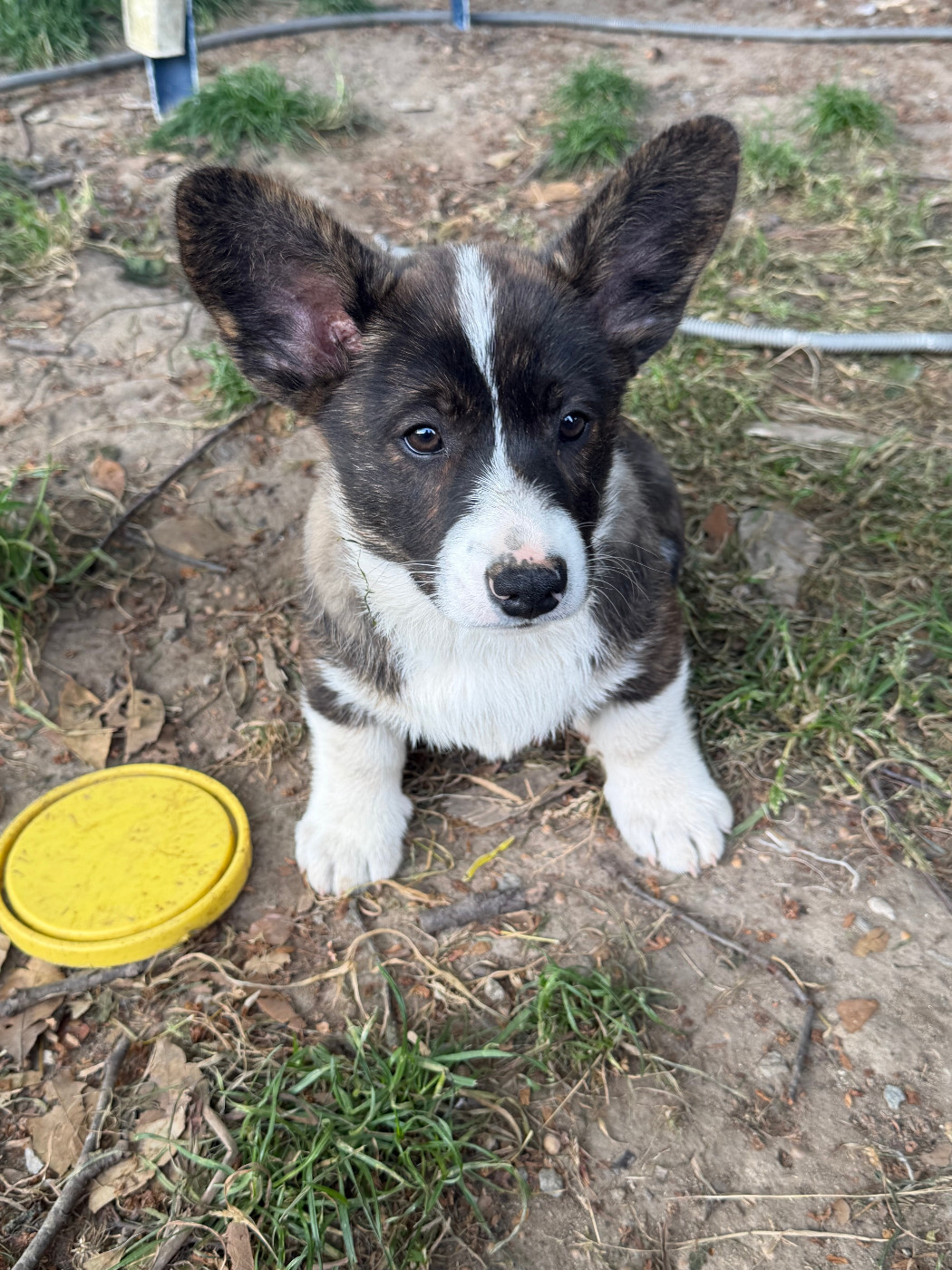 de la Lande d'Escurat - Chiots disponibles - Welsh Corgi Cardigan
