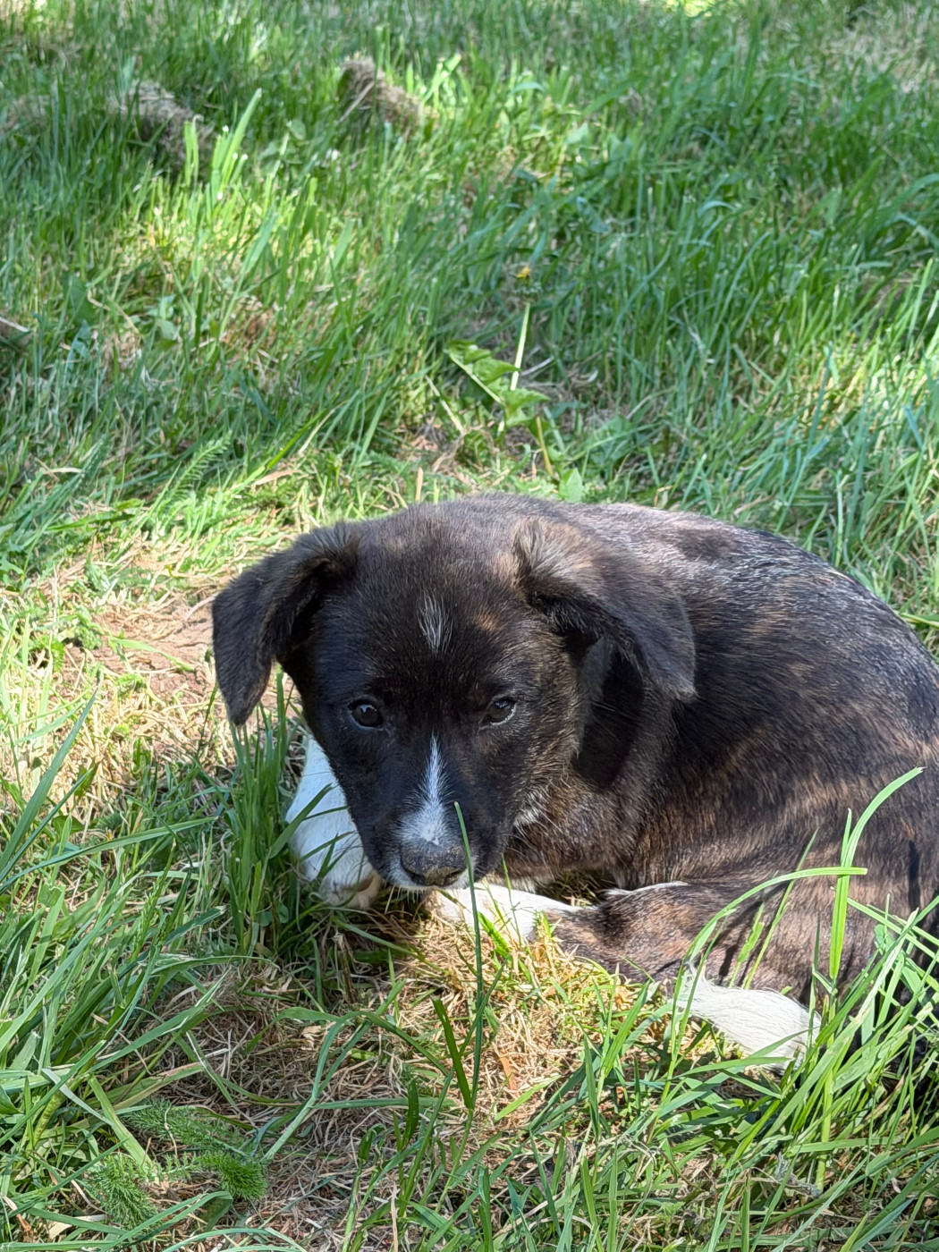 de la Lande d'Escurat - Chiots disponibles - Welsh Corgi Cardigan